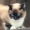 猫様