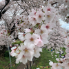 さくら🌸