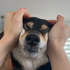 おれ、こたろー！🐕🦴