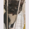 りかち🐱🐱🐱