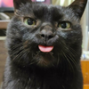 ムッシュ