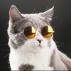 🐱