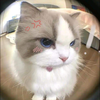めい🐯🌼❤️ྀི