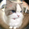 めい🐊🌺#23-ﾄﾞｰﾅﾂ