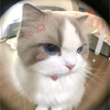 めい🐊ྀི