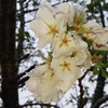 吾輩は桜である