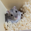 まめだぃふく