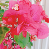 🌺( '-' 🌺 ) 