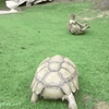 ぽこにゃん🐲🍔