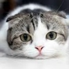 ハルねこ