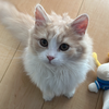 みかん