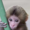 さるみん🐒