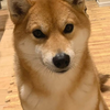 ぽんちゃん