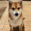 ぽんちゃん