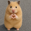 ‪🐹