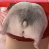 ‪🐹ハム🐹尻‪🐹