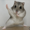 ハッちゃんカックいー🐹