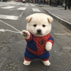 🕷スパイダー柴マン🐶全国映画未公開