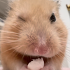 夏バテ負けないで、いっぱい食べるでち🐹