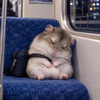 出かけ中🛍眠り😪ハムちゃん🐹