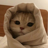 ドズル🐈‍⬛💛