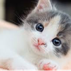 🐱(*ΦωΦ*)