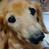 2伊藤っち🐷めすぶたた