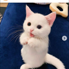にゃんこ🌈🐱