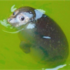 だーよん
