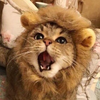 愛の戦士✨ライオン丸🦁