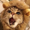 愛の戦士✨ライオン丸🦁