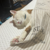 ミヤビン
