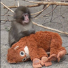 🐒パンチくん🐒
