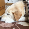 春さん