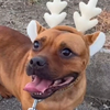 その辺の鹿の子🦌《S》