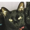 黒猫TypeＲ