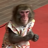 🔴赤丸🐒🚗用事しながら潜りです🐵🐒
