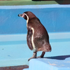 テトラ