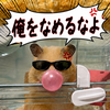 きんこ