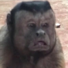 犬
