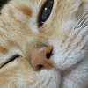 ちゃー