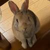 🐇