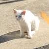 こじけい