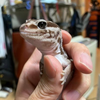 ☆Take rep☆はちゅ飼育者☆