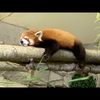 ナマケモノ隊員