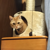 ねこちゃん