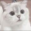 ねここ