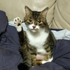 らたちゃん