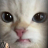 🐱ྀི❣️