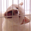 シロクマニア